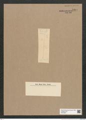 Synedra sp. (de-Toni-Nr.: Genus 66) Zeichnungen Sammlung Grunow Nr. 5394 (NHMW-BOT-W0373821)